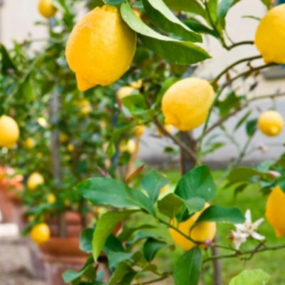 Что делать, чтобы лимон плодоносил?