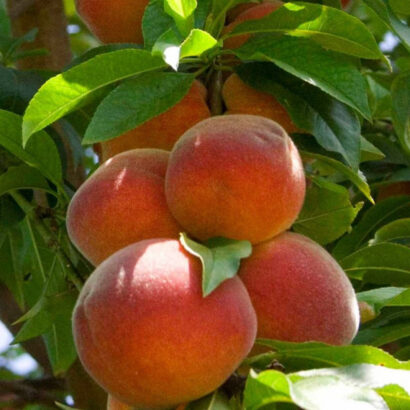 Персик колоновидный сорт «Тотем садовода» средне-ранний