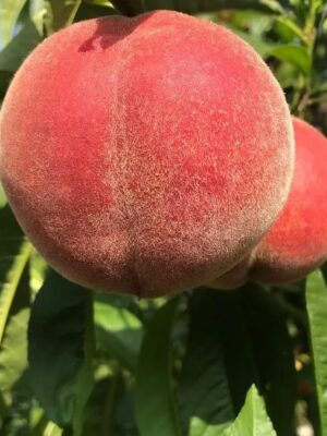 Персик  сорт «Руби Ринг»