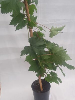 Виноград «Плевен устойчивый»